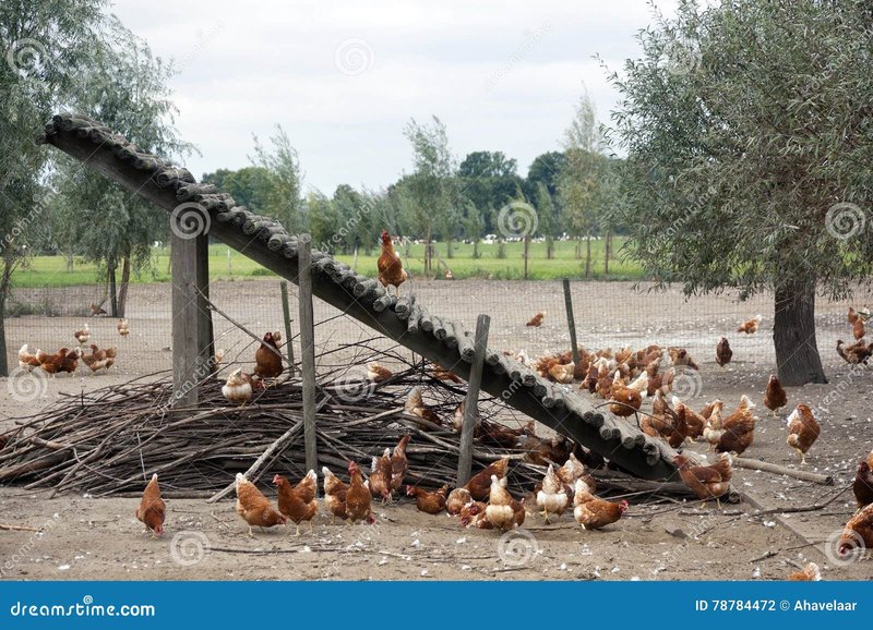 Discover chicken road nederland
