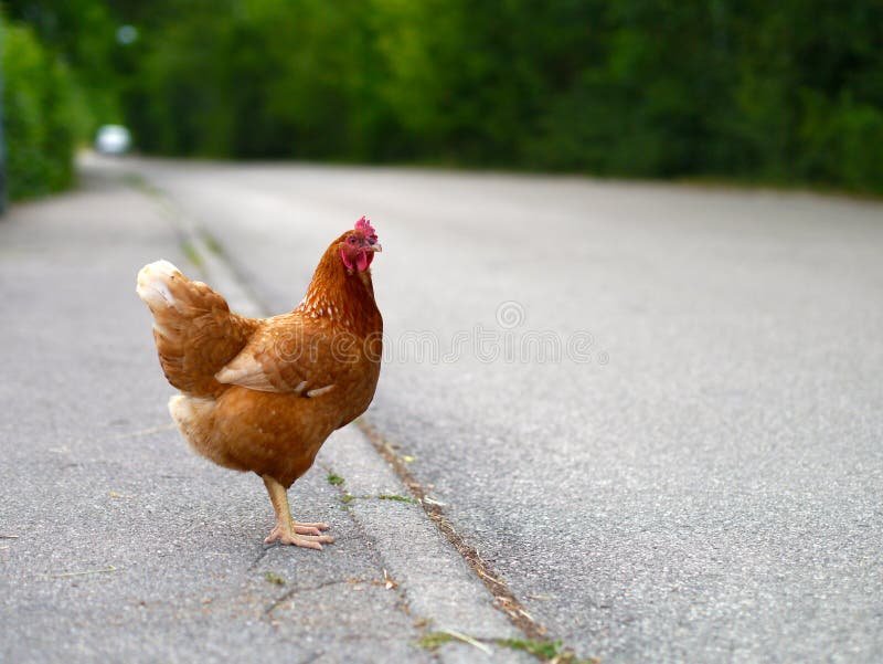 Chicken road casino in Netherlands